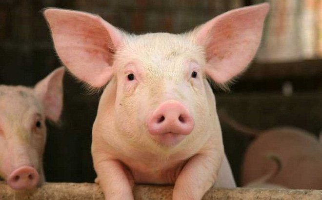 Tung tin sai về dịch tả lợn châu Phi bị phạt bao nhiêu?