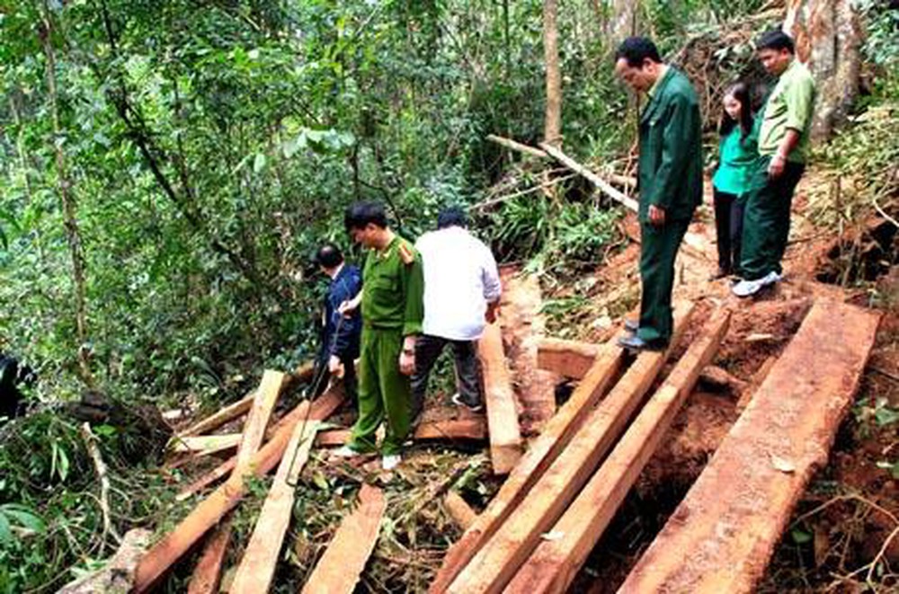 Mức phạt đối với hành vi khai thác 0,5 m3 gỗ rừng trồng thuộc nhóm IIA