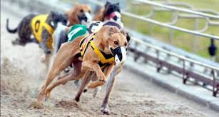 Một cuộc đua chó có ít nhất bao nhiêu trọng tài?