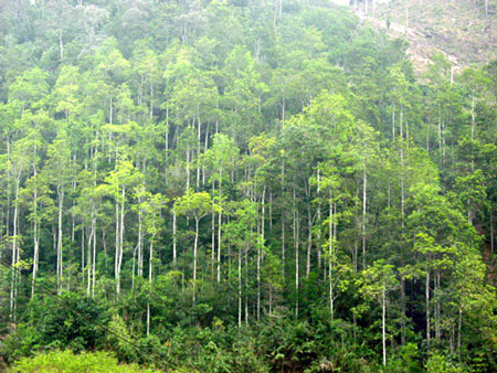 Công khai tài chính việc sử dụng tiền dịch vụ môi trường rừng