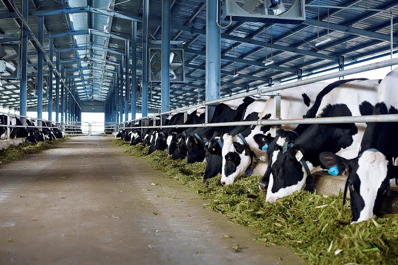 Yêu cầu về thiết kế sàn khu vực vắt sữa trong cơ sở vắt sữa động vật