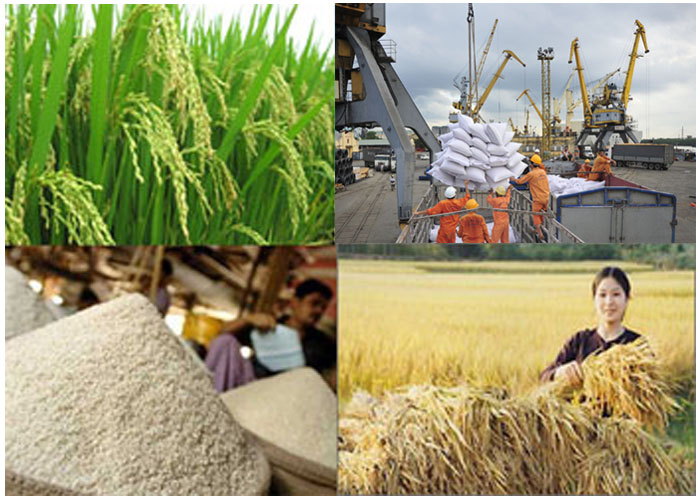 Các trường hợp thu hồi Giấy chứng nhận đủ điều kiện kinh doanh xuất khẩu gạo