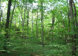 Mức giá đất rừng sản xuất là bao nhiêu?