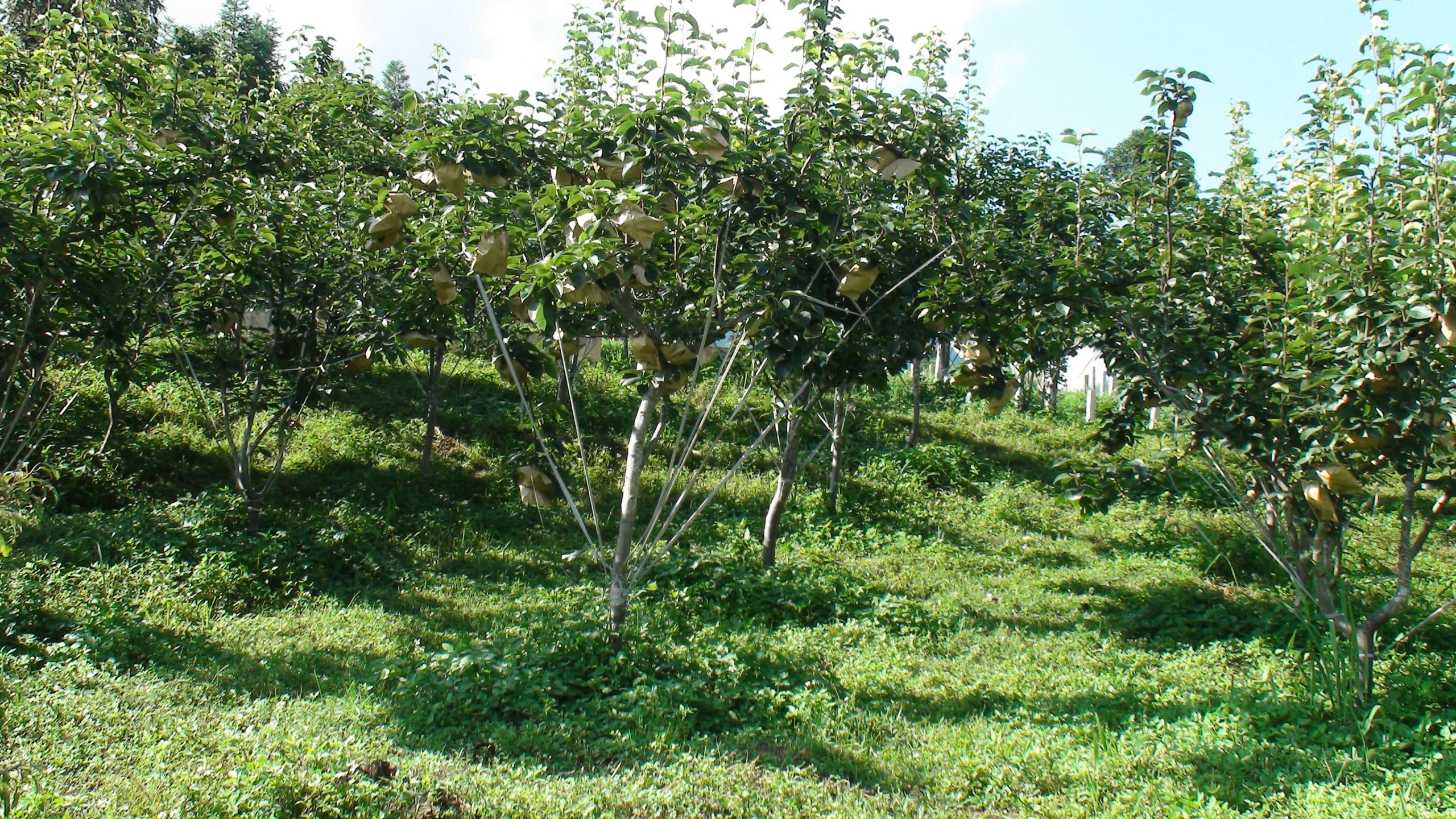 Có được phép chuyển nhượng đất trồng cây ăn quả trong khu vực rừng phòng hộ không?