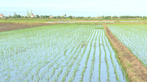 Công chức có được thừa kế một thửa đất trồng lúa không?