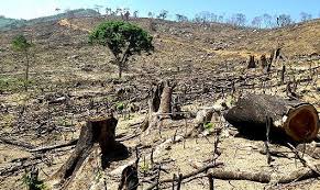 Mức phạt đối với hành vi khai thác 0,4 m3 gỗ rừng trồng thuộc rừng đặc dụng là bao nhiêu?