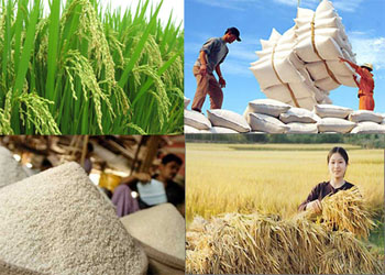 Ngành, nghề kinh doanh có điều kiện trong lĩnh vực xuất khẩu gạo