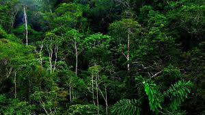 Nhà nước cho thuê rừng là gì?