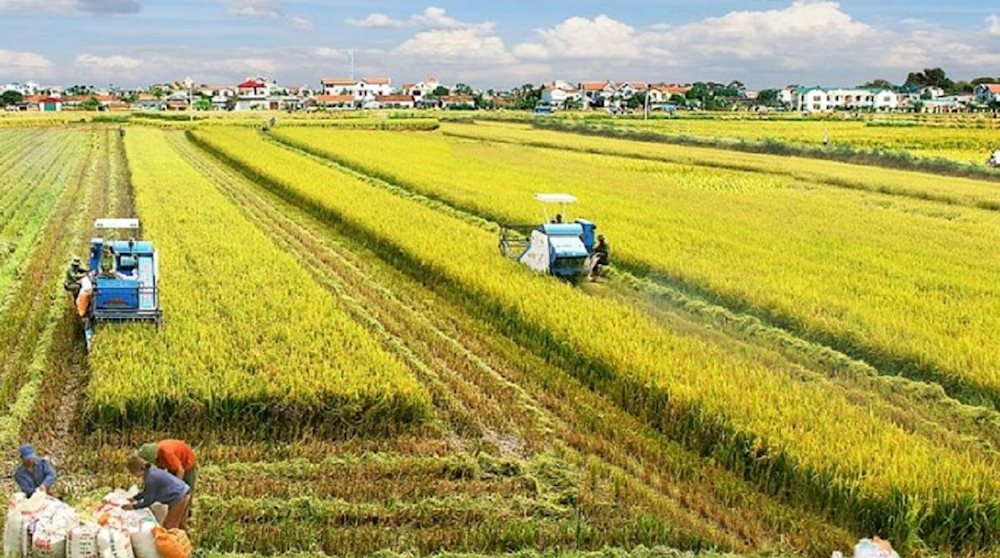 Từ năm 2020, chuyển 200 mét vuông đất trồng lúa sang đất ở không xin phép phạt bao nhiêu?