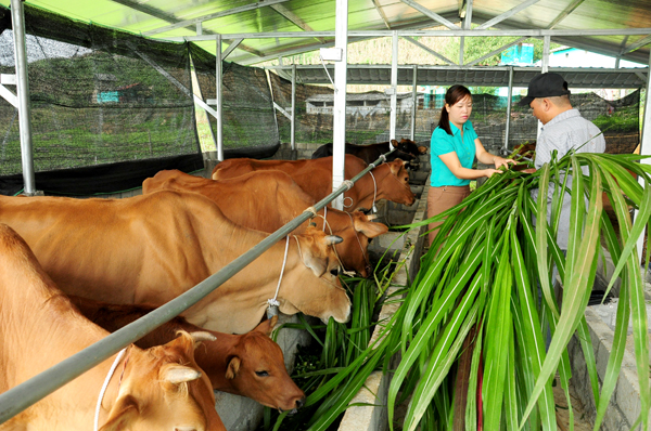 Biện pháp bảo vệ môi trường của cơ sở chăn nuôi gia súc, gia cầm được quy định như thế nào?