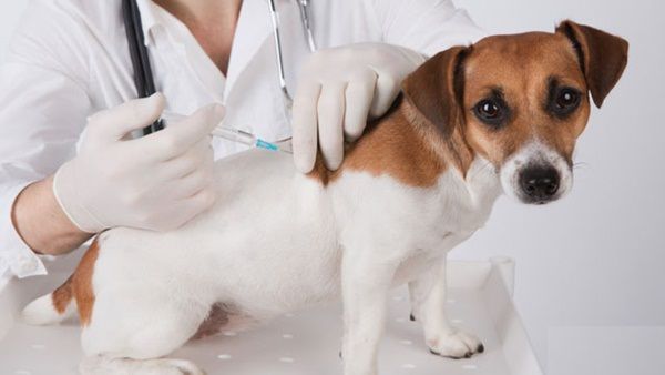 Không tiêm phòng vắc xin phòng bệnh Dại cho động vật bắt buộc phải tiêm phòng bị phạt bao nhiêu tiền?