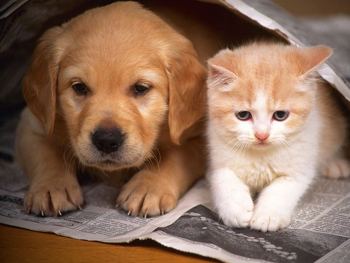 Tại sao bị cấm nuôi chó, mèo ở chung cư?