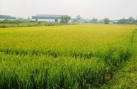 Đất trồng lúa có được chuyển đổi sang đất trồng cây lâu năm?