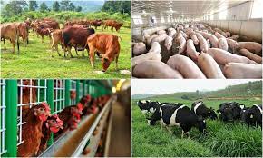 Xuất khẩu giống vật nuôi trong danh mục cấm xuất khẩu phục vụ NCKH mà không được cho phép phạt bao nhiêu?