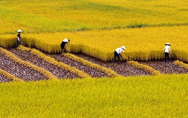 Mức hỗ trợ khai hoang, cải tạo đất trồng lúa như thế nào?