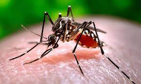 Hoạt động giám sát phòng chống muỗi truyền bệnh sốt rét?