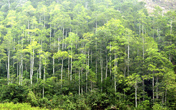 Trách nhiệm của cơ quan quản lý rừng bền vững của các cấp